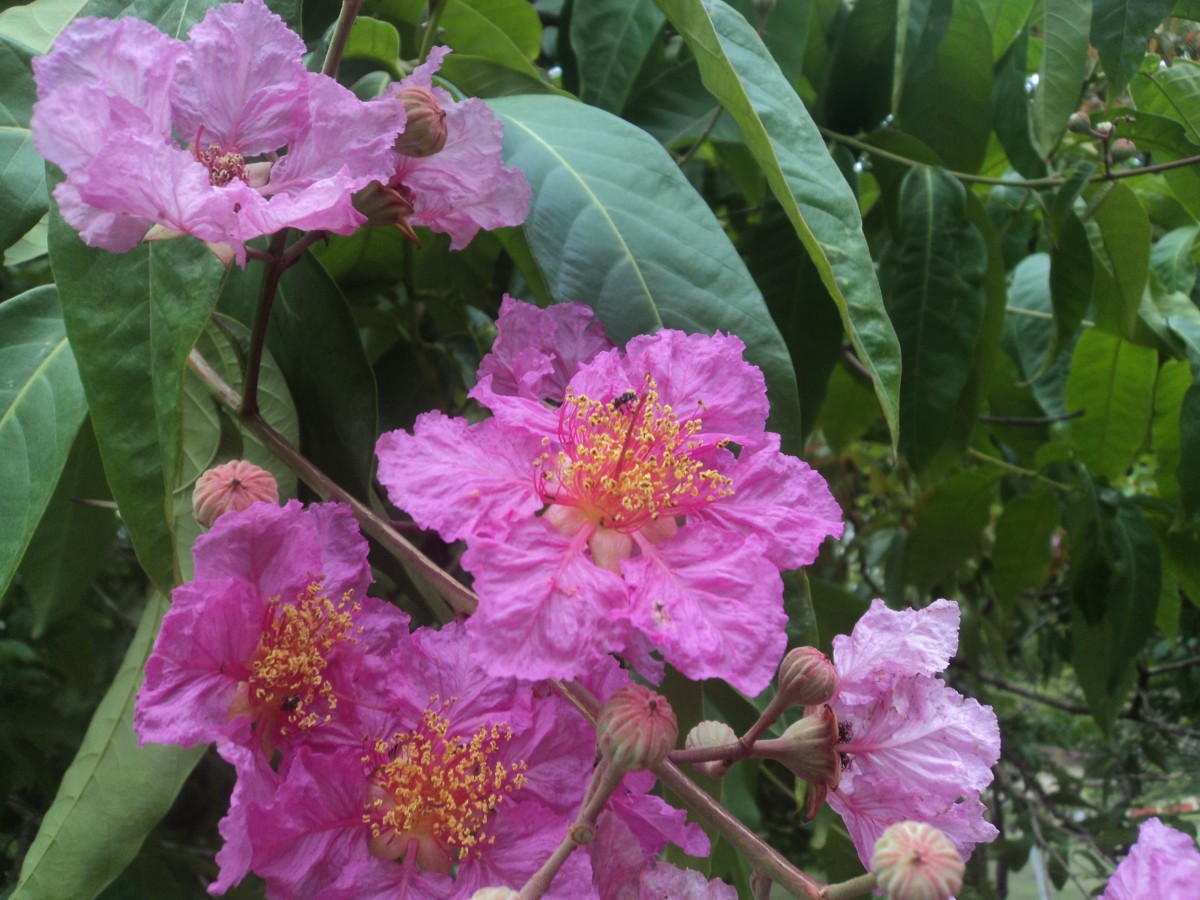 Lagerstroemia speciosa (L.) Pers.